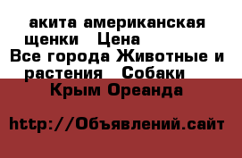 акита американская.щенки › Цена ­ 75 000 - Все города Животные и растения » Собаки   . Крым,Ореанда